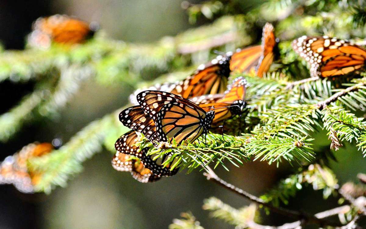 Monarch Butterfly Biosphere Reserve in Michoacan, Mexico, a World Heritage Site
