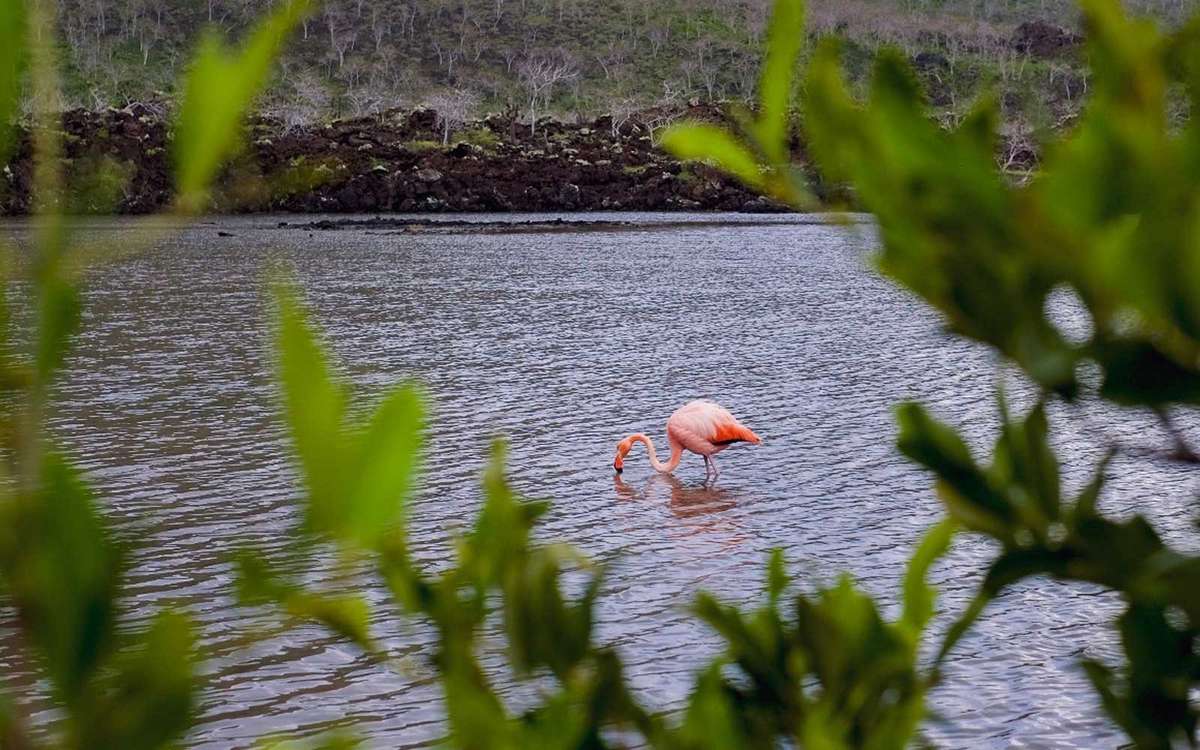 Ecoventura Galapagos