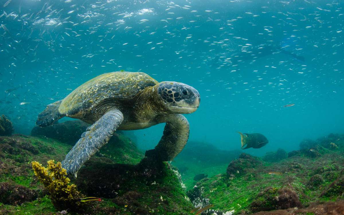The Galapagos green turtle