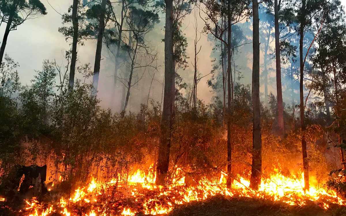 A bushfire burning on the South Coast of NSW