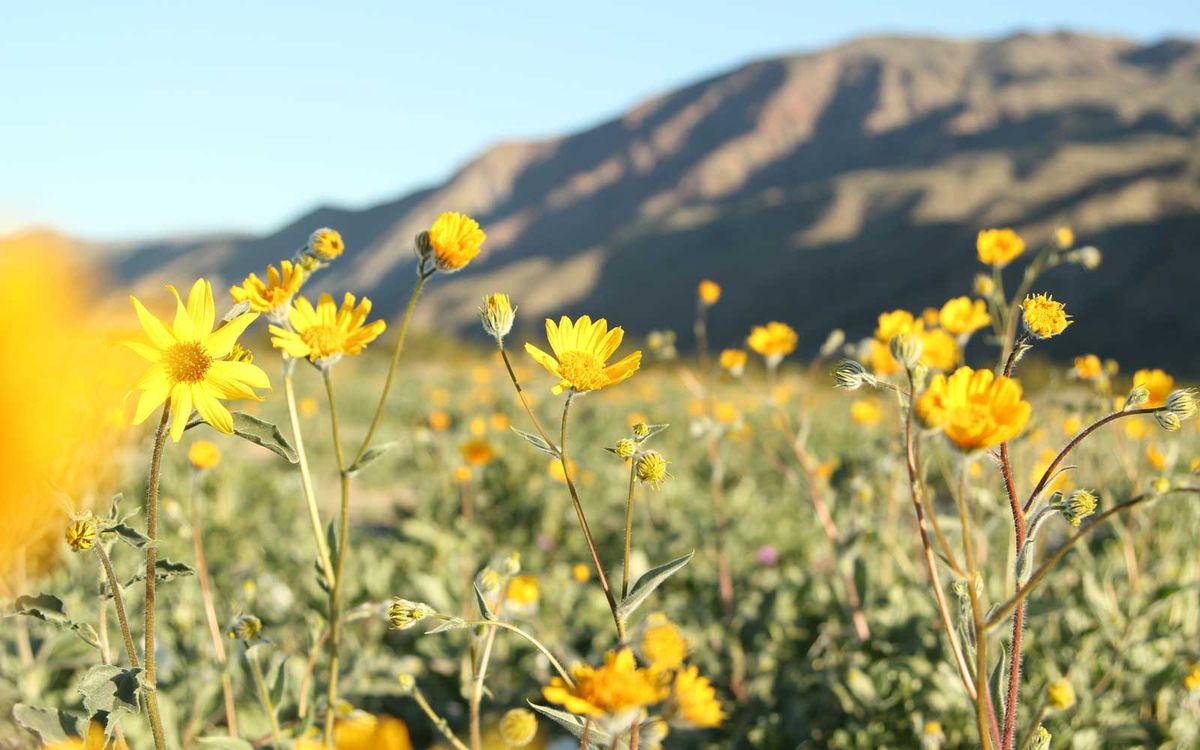 Yellow flowers in the superbloom of California
