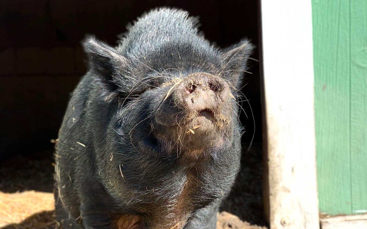 Rescue pig at Cotton Brand Farm sanctuary in South Carolina
