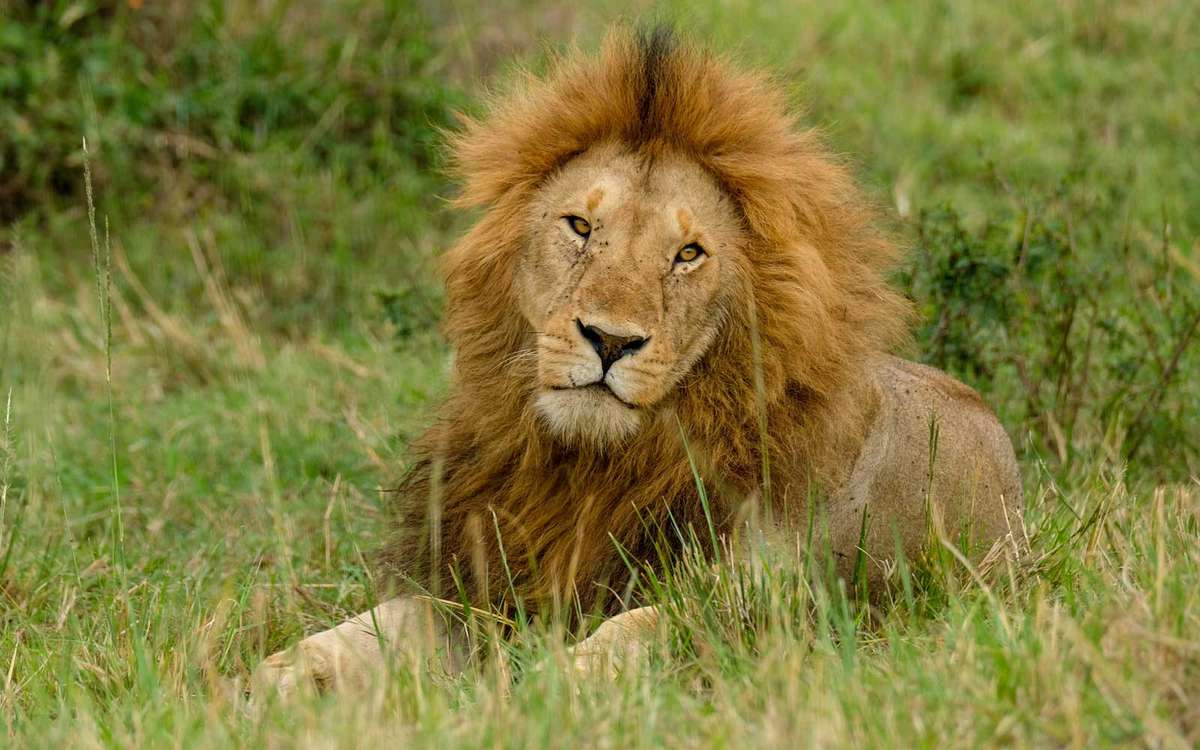 Male Lion at Maasai Mara Reserve in Kenya