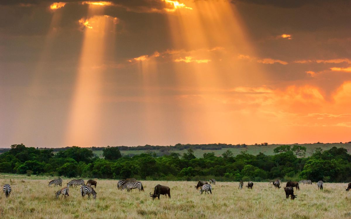 Animals grazing in Masai Mara National Reserve