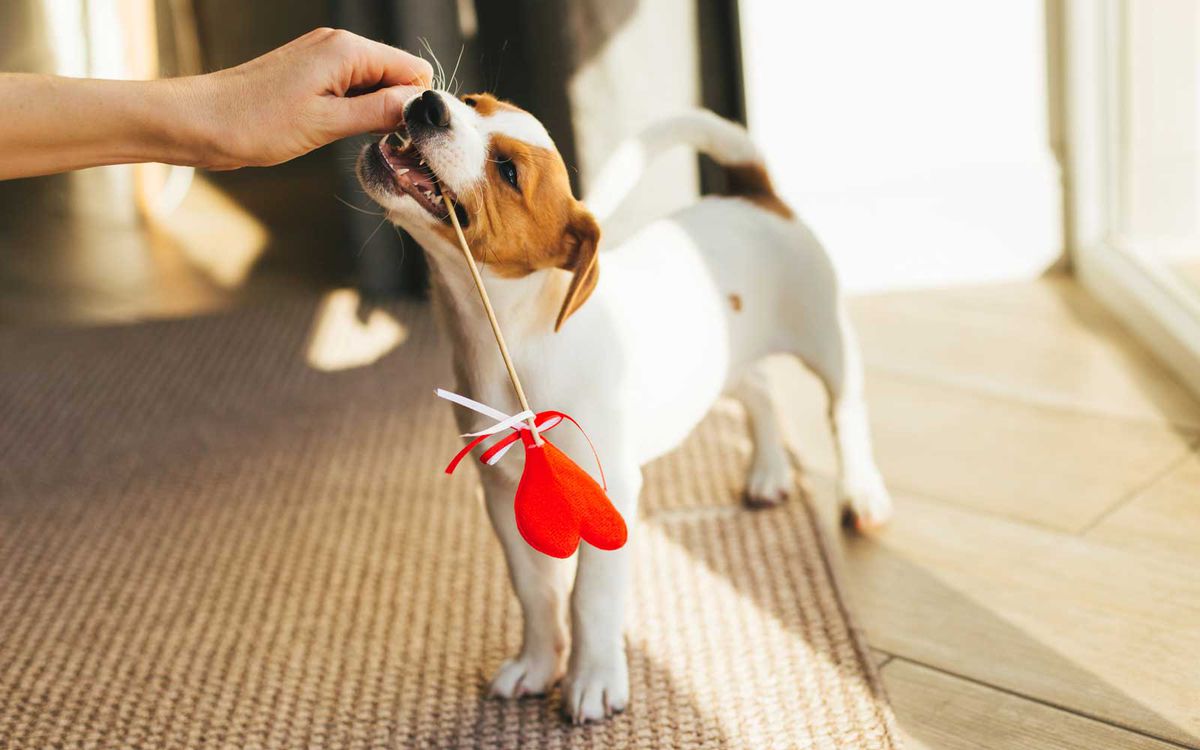 Cute puppy Jack Russell Terrier holding a red heart.