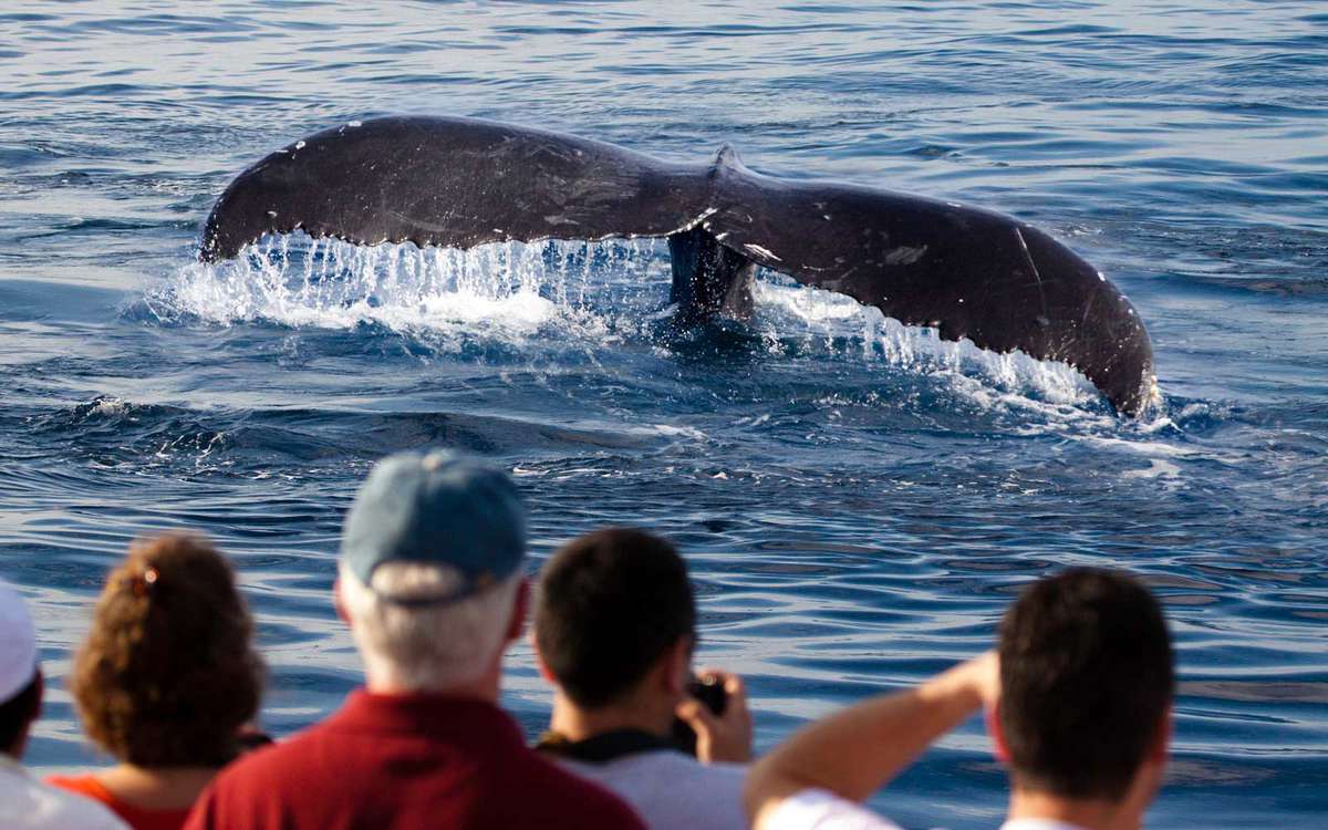 Passengers on a whale watching boat out of Lahaina, Maui