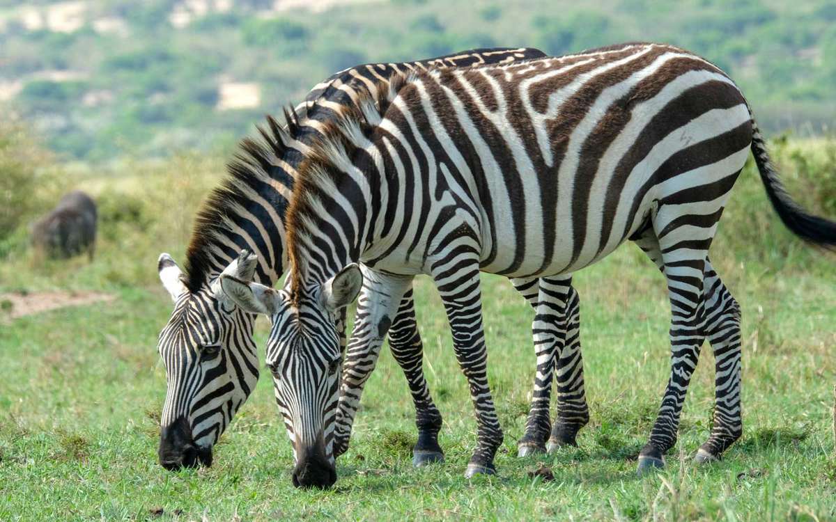 Zebras at Maasai Mara Reserve Kenya