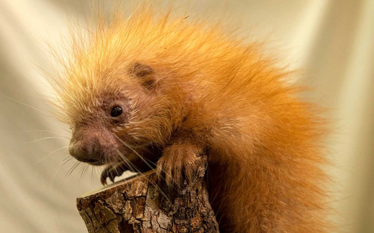 A baby porcupine born at Disney's Animal Kingdom