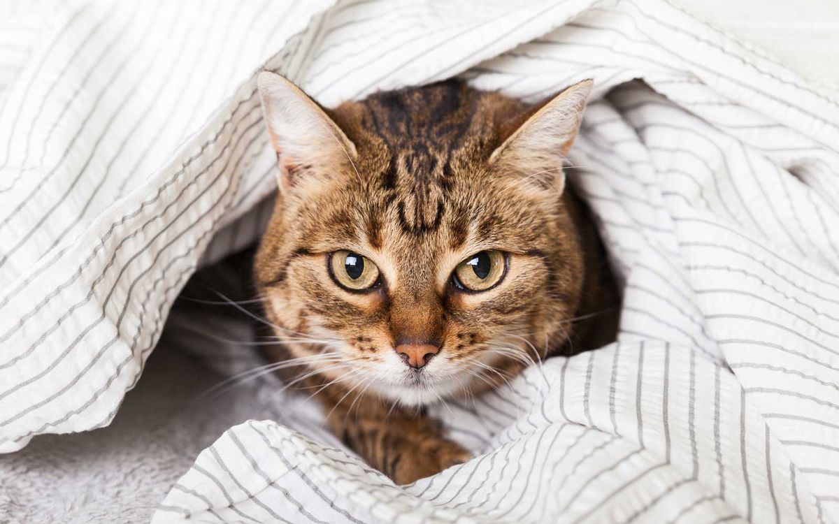 Pet warms under a blanket in cold winter weather