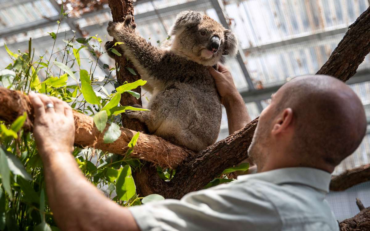 koala and zookeeper at a rehabilitation center