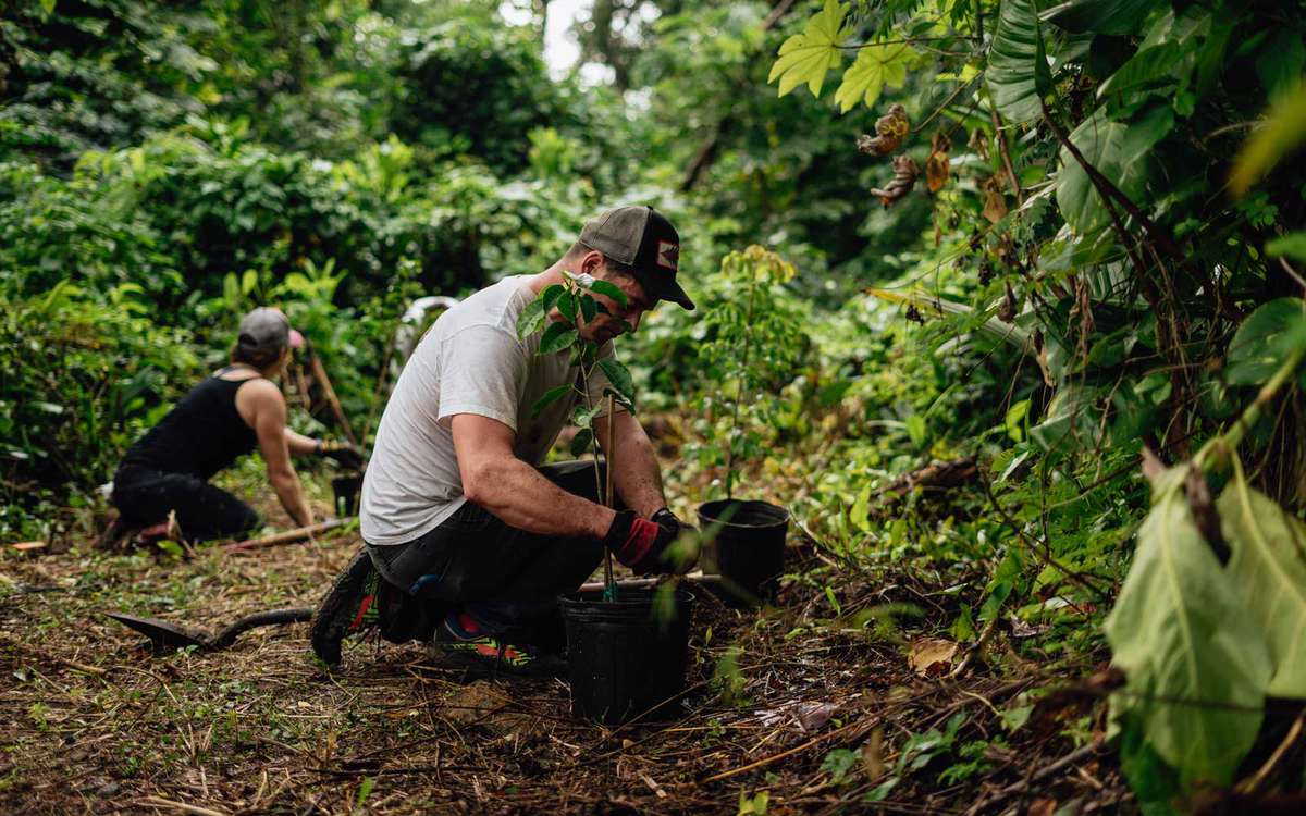 Volunteers plant trees with the Para la Naturaleza organization