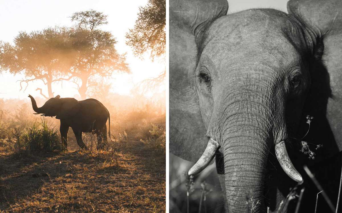 A father, daughter safari in Botswana and Zimbabwe