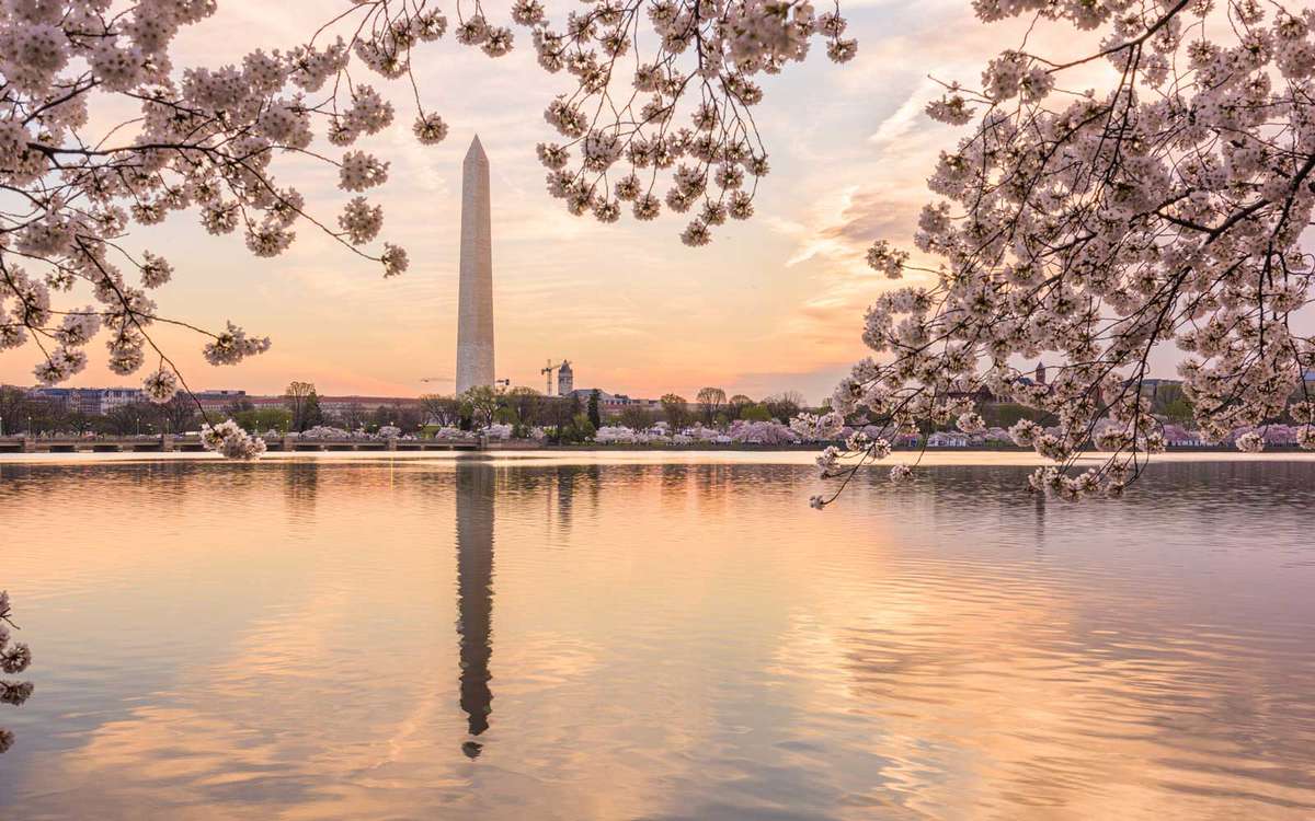 How To Watch The 2021 D C Cherry Blossoms Bloom From Home Travel Leisure