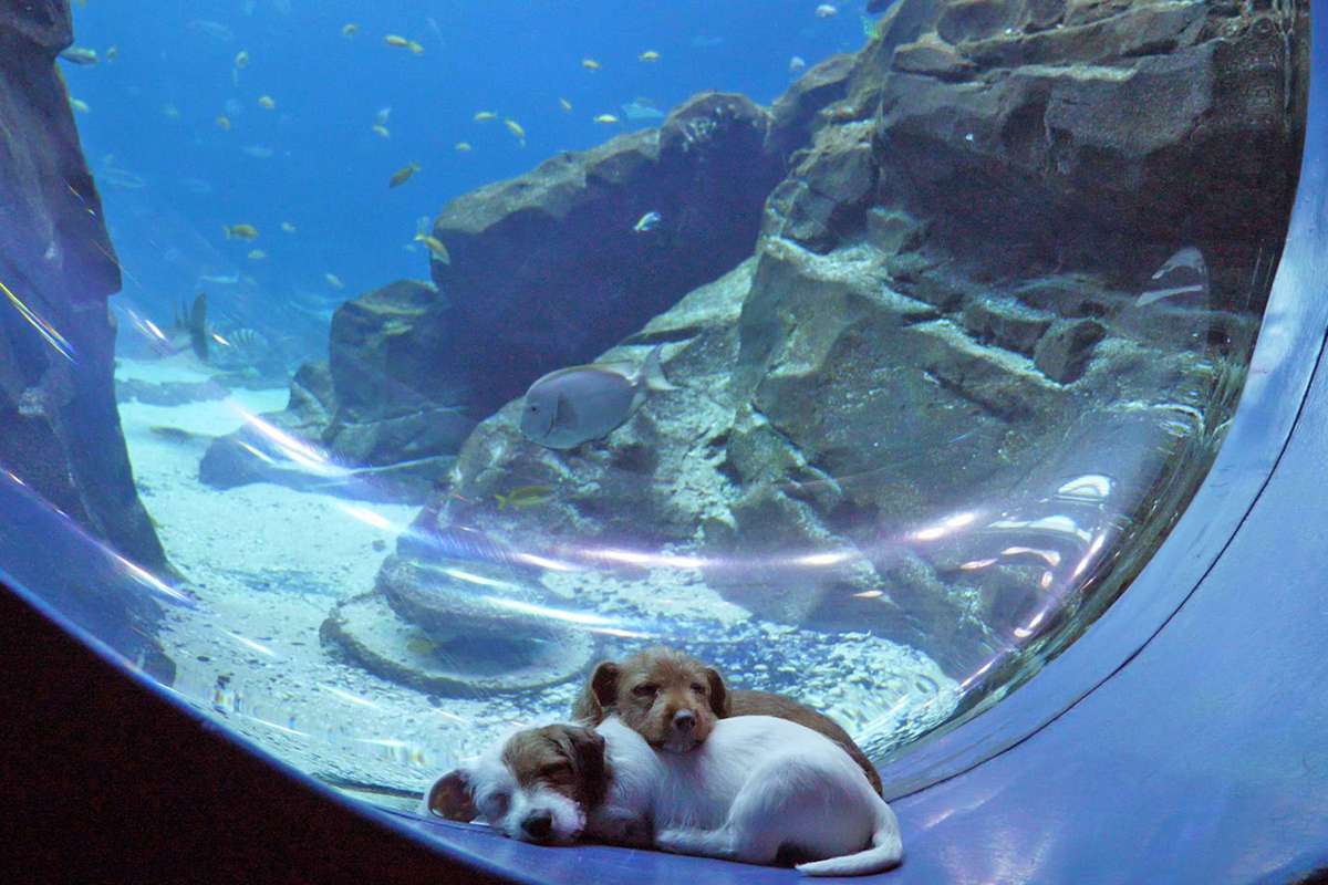 puppies cuddle at the Georgia Aquarium