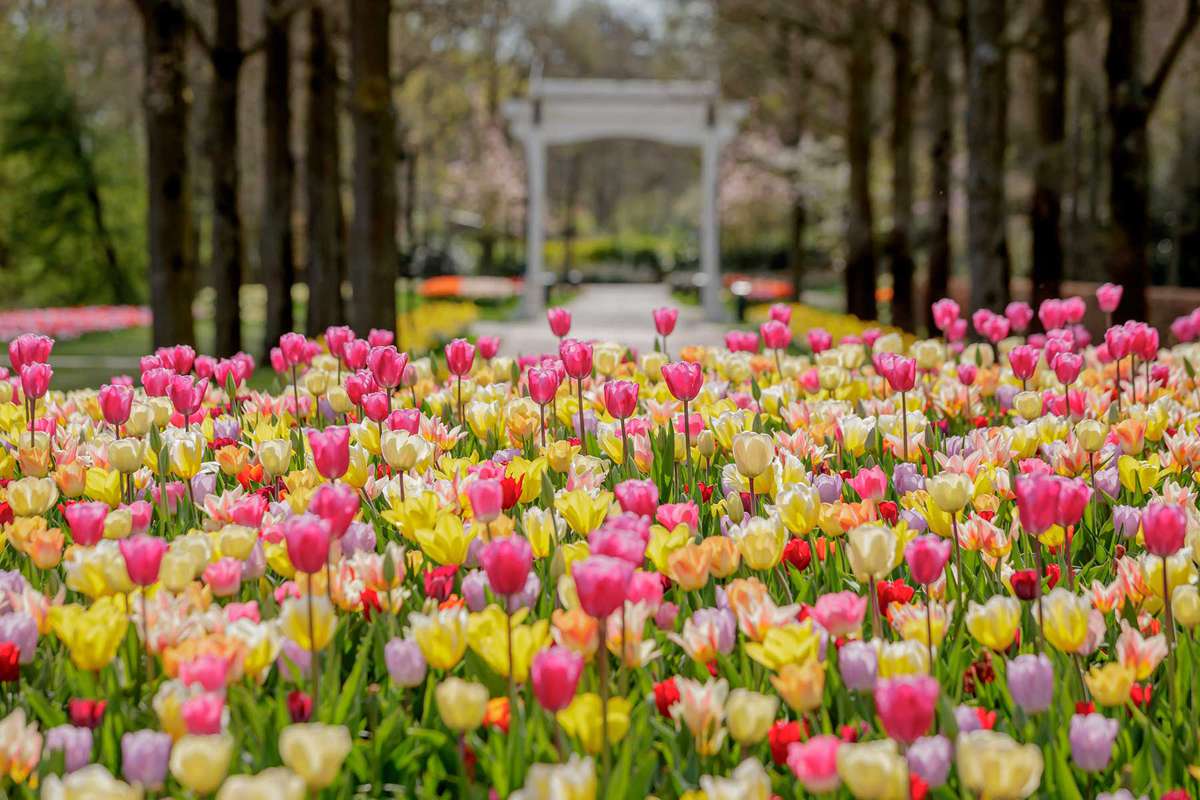 See the Tulips Bloom in the Netherlands' Keukenhof Gardens Online | Travel  + Leisure | Travel + Leisure