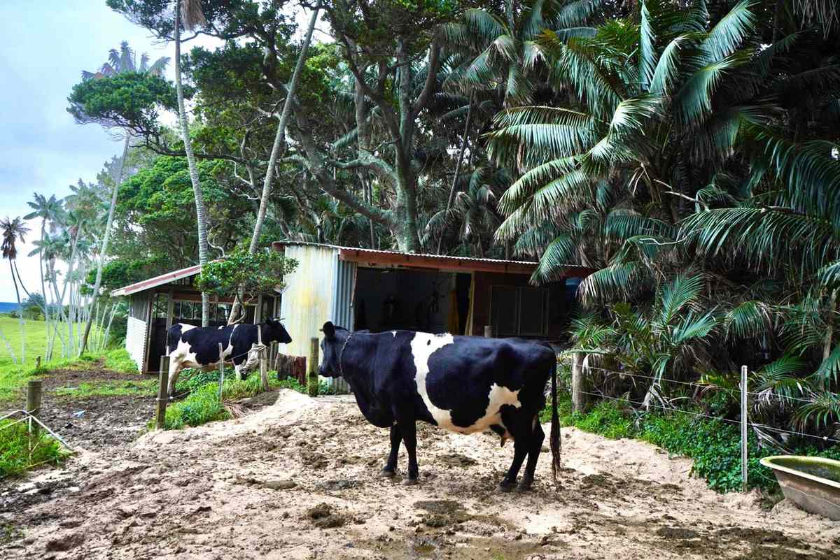 Cows on Lord Howe Island