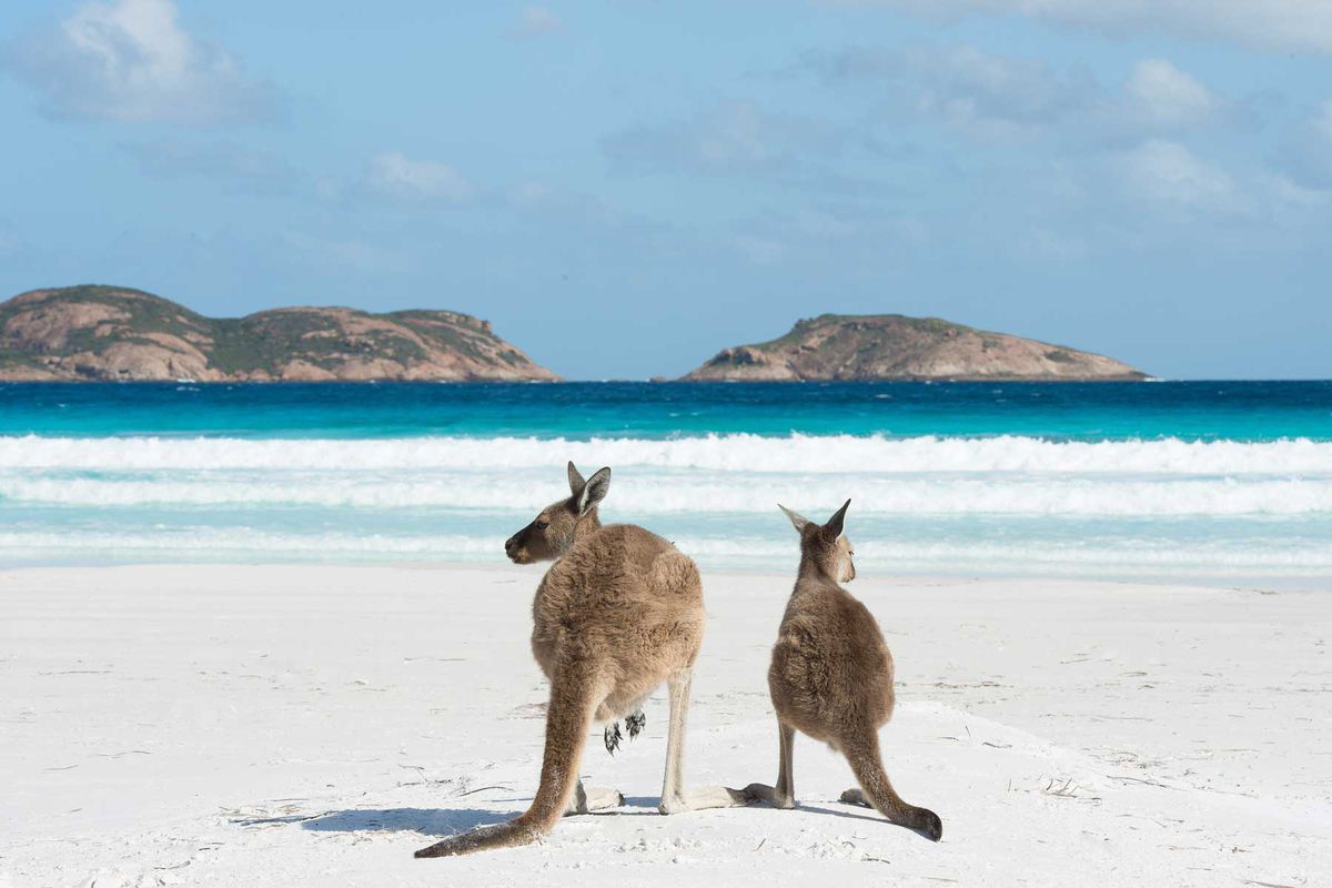 Kangaroos on the beach at Lucky Bay on the south coast of Western Australia in the Cape Le Grand National Park on February 13, 2016 in Lucky Bay, WA, Australia.