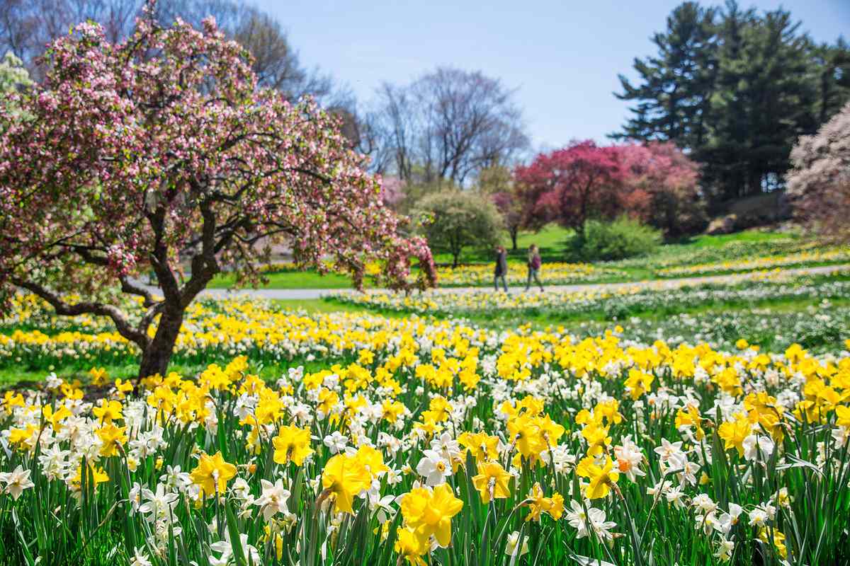 New York Botanical Garden Daffodils