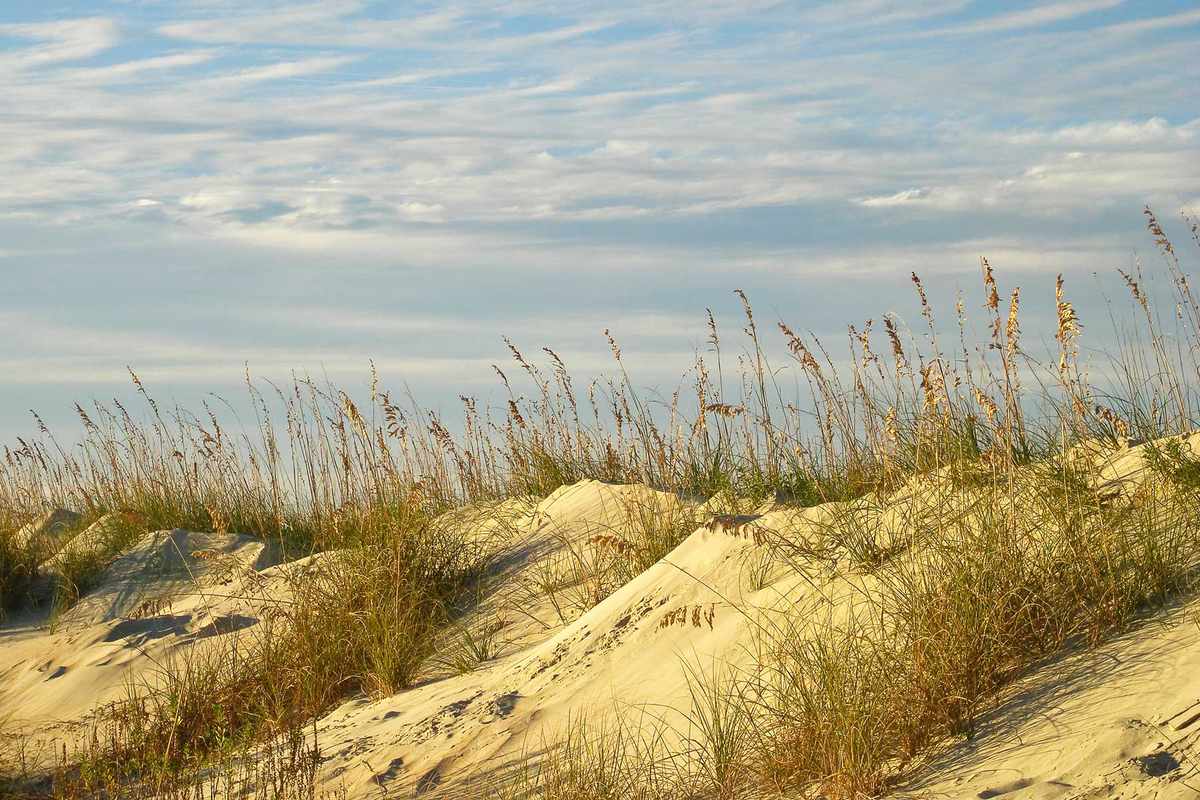 Dunes with sea oats, late autumn, North Beach, Tybee Island, Georgia