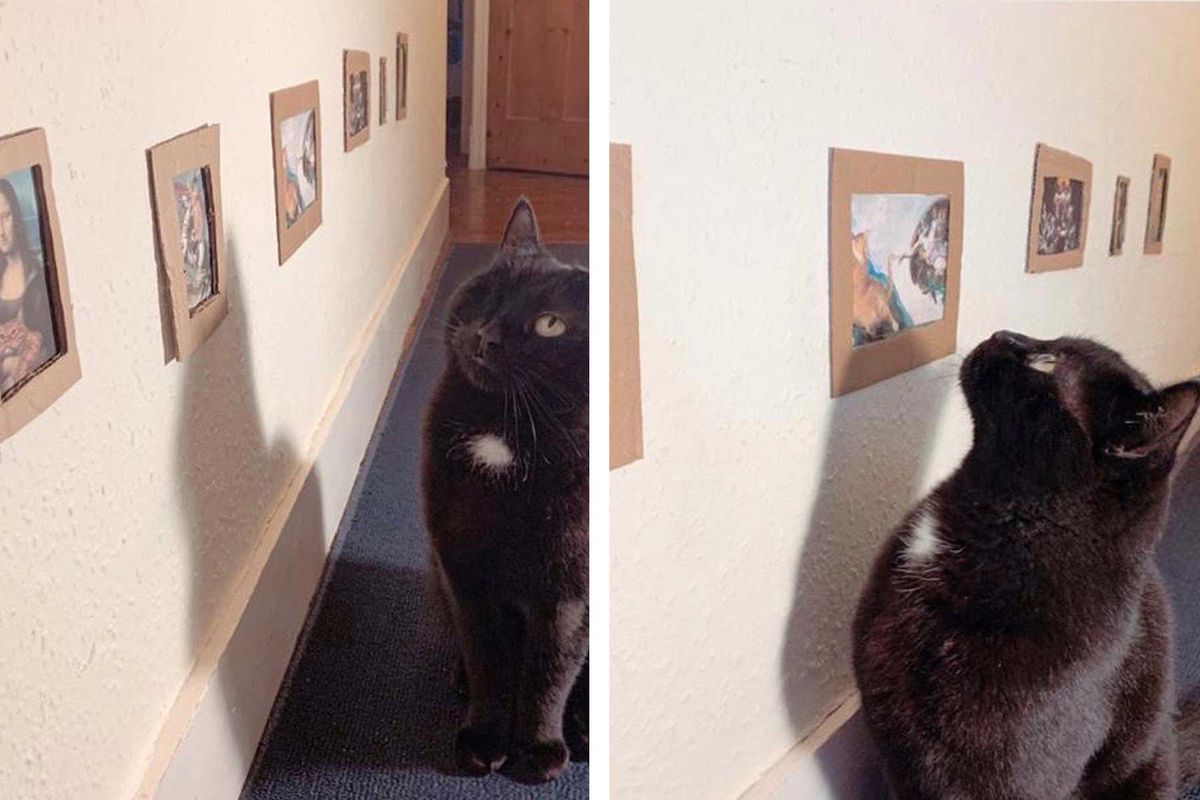 Jake Lambert and Jessica Atkins create art gallery for their one-eyed cat, Richard Parker Littlelostlad