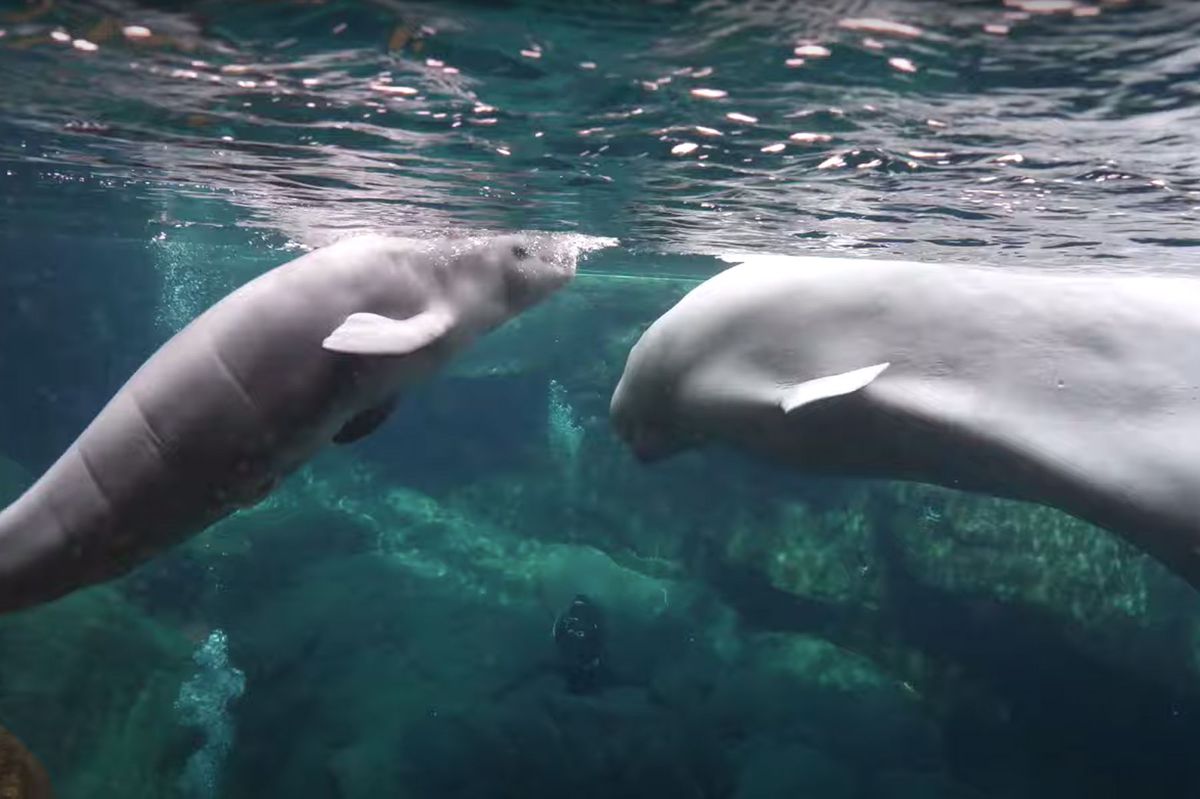 beluga whale calf and mother