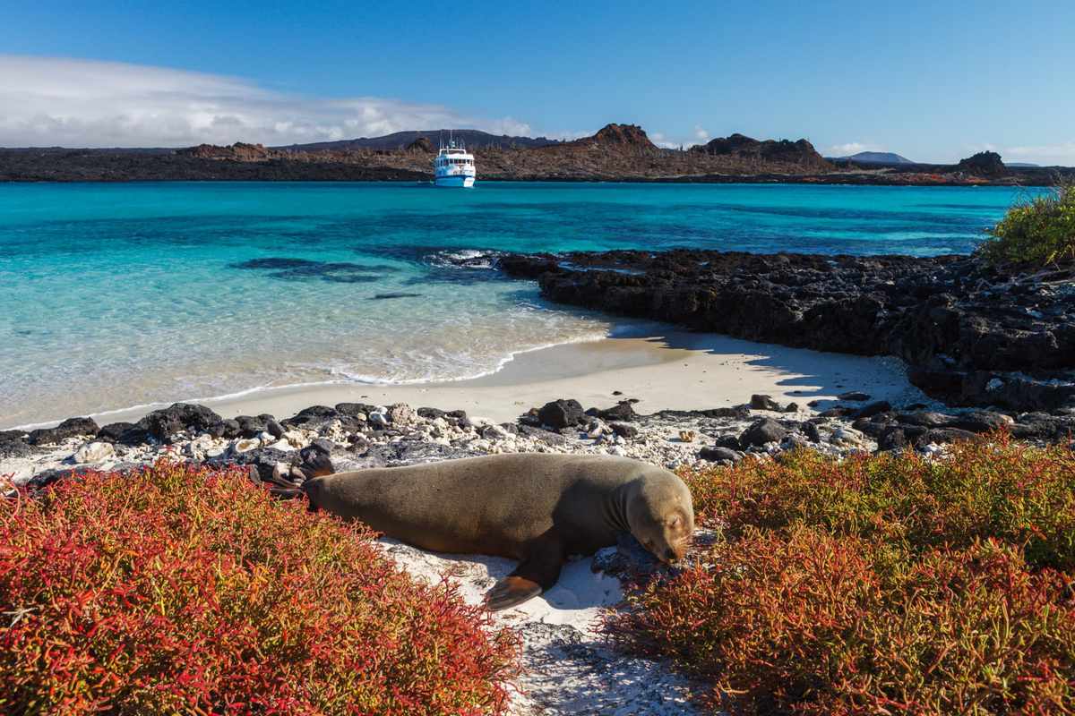 A Galapagos sea lion on the beach with a cruise ship and turquoise ocean in the distance, Galapagos Island, Ecuador