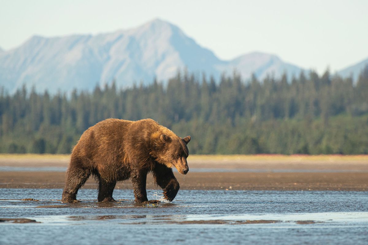 Alaskan Brown bear walking through water