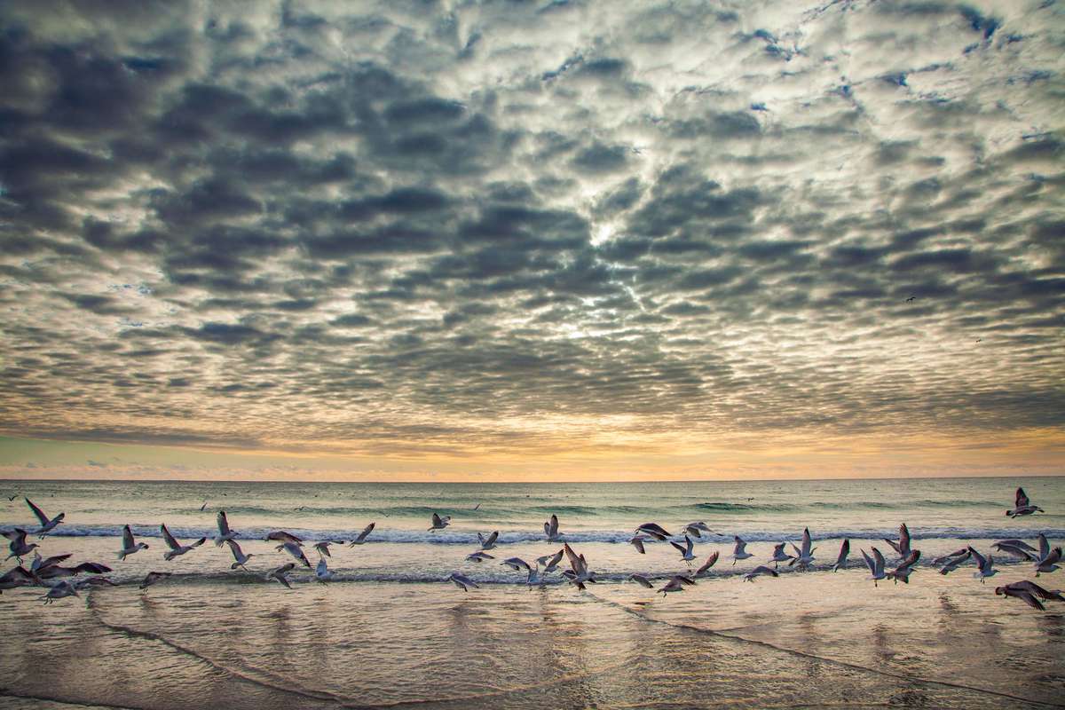 Seagulls at Wrightsville Beach, North Carolina