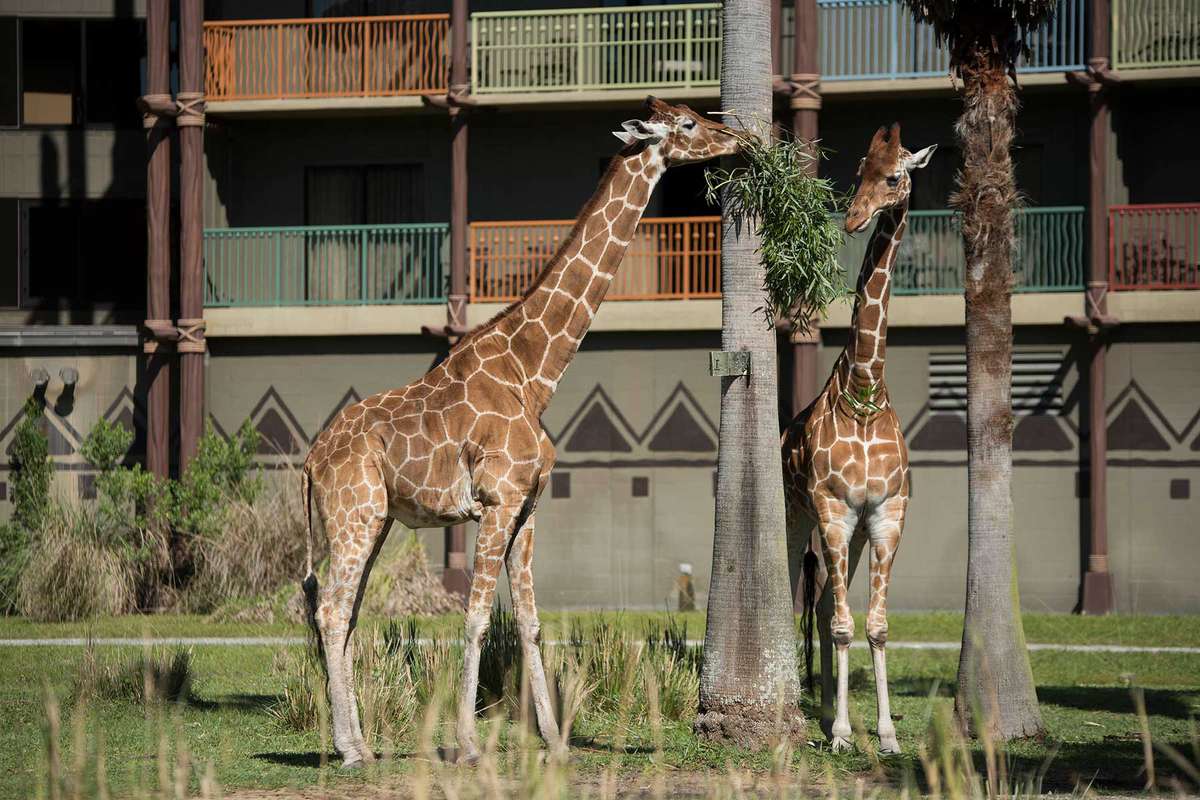 Giraffes outside the balconies of Disney's Animal Kingdom Lodge