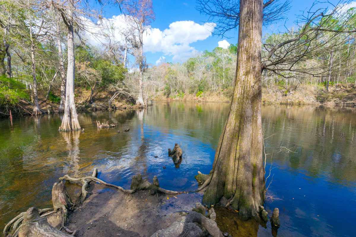 Cypress Trees at Madison Blue Spring on the Withlacoochee River