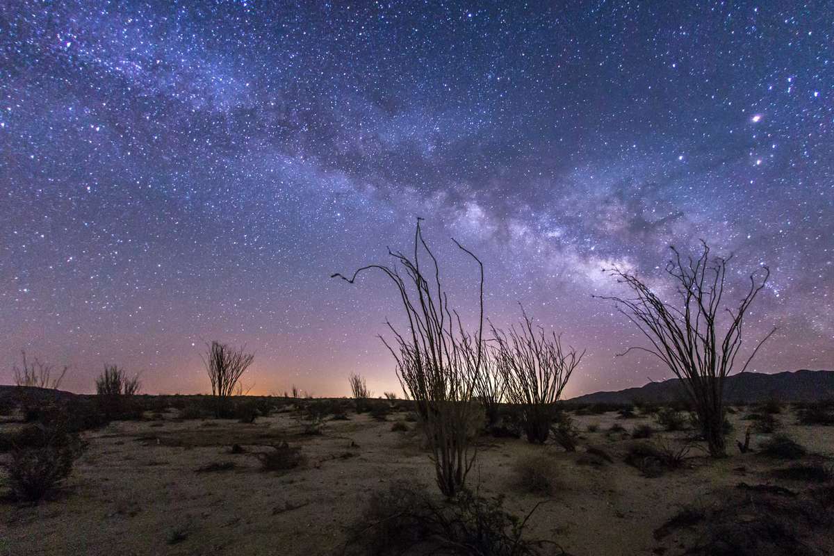 Milky Way over a forest of ocotillo in the Anza-Borrego Desert