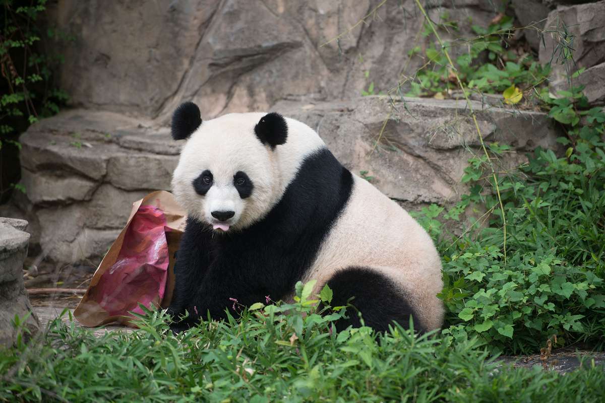 giant panda Mei Xiang