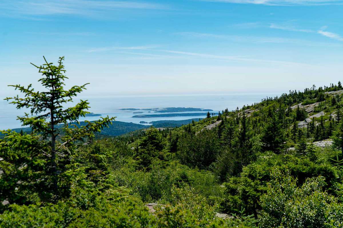 Coastal view of trees and water at Cadillac Mountain in Arcadia National park