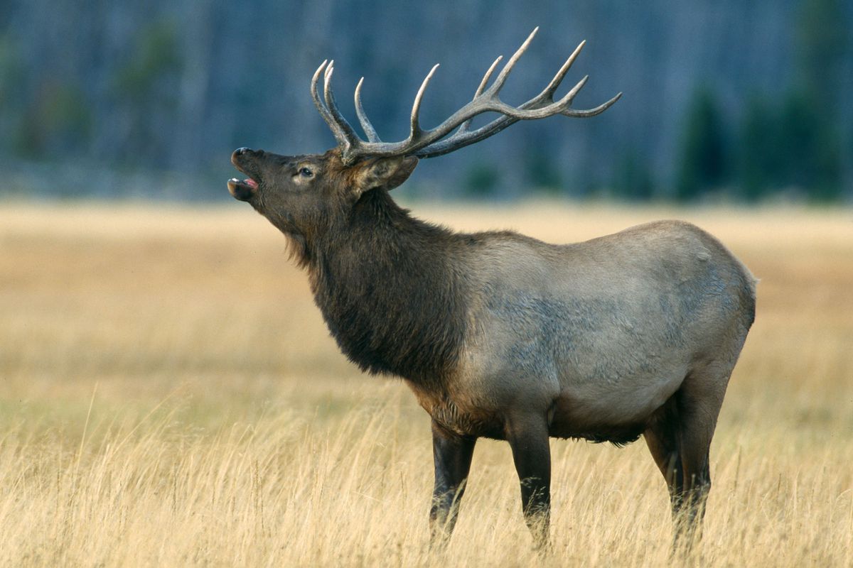 male elk in Yellowstone National Park