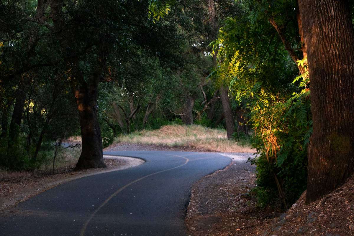 Curved Paved Forest Bike Path, American River Parkway, Sacramento CA