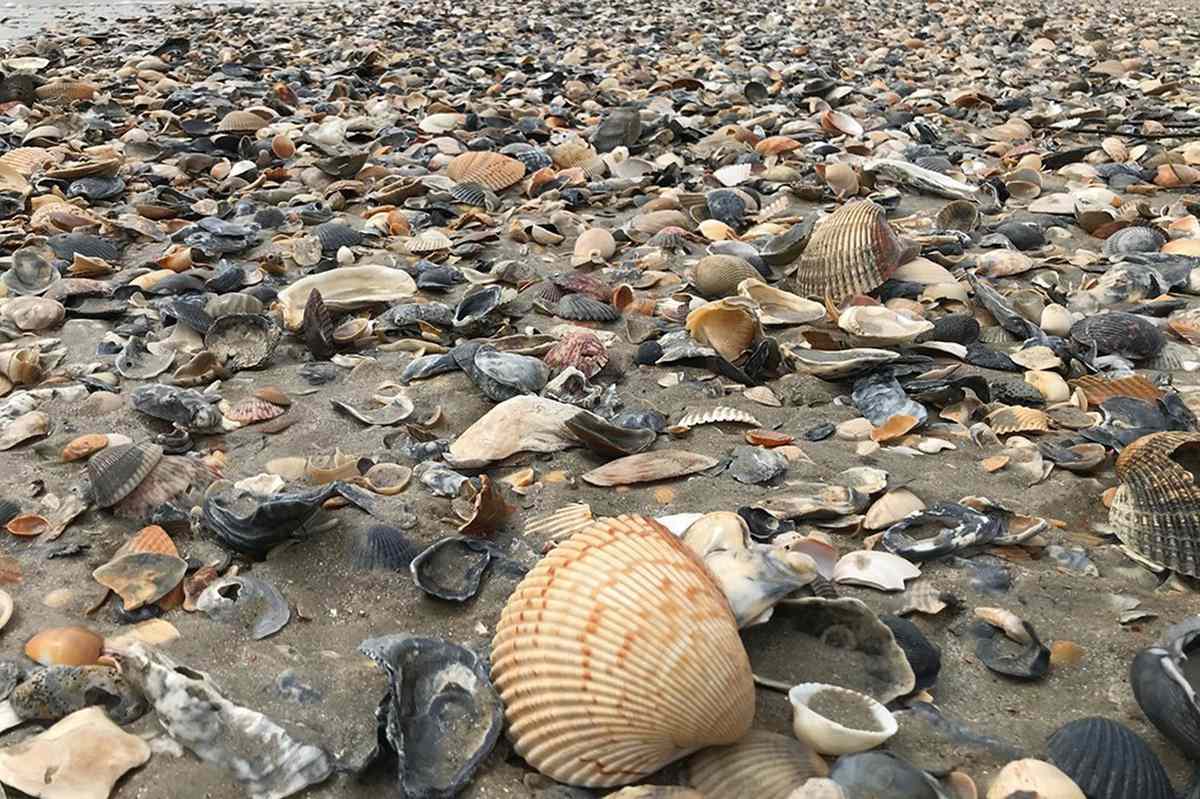 Outer Banks seashells