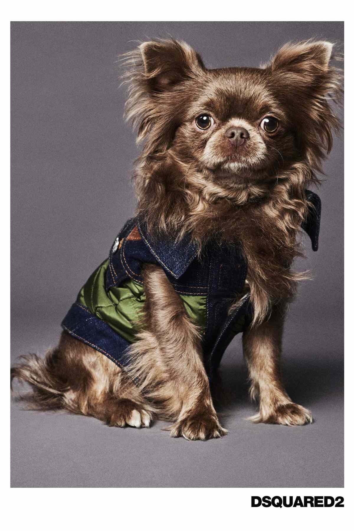 Dog wearing green and denim military vest