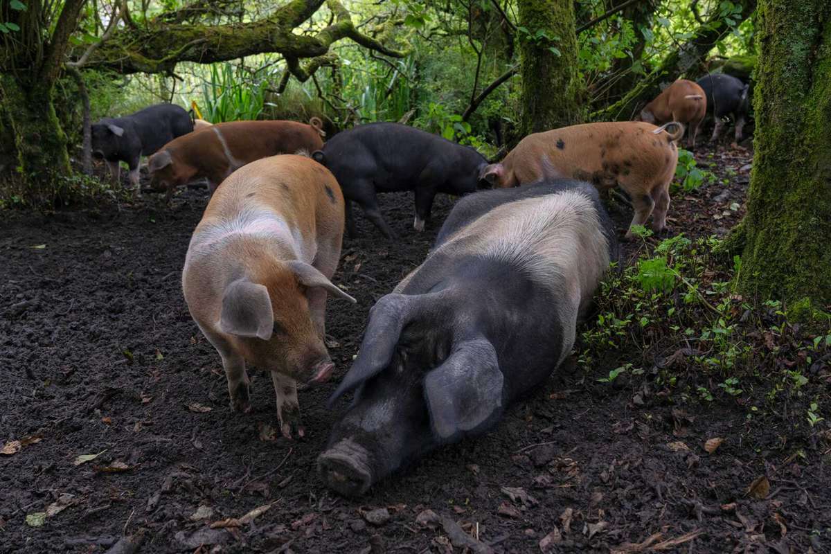 Free range pigs on the farm in Ireland