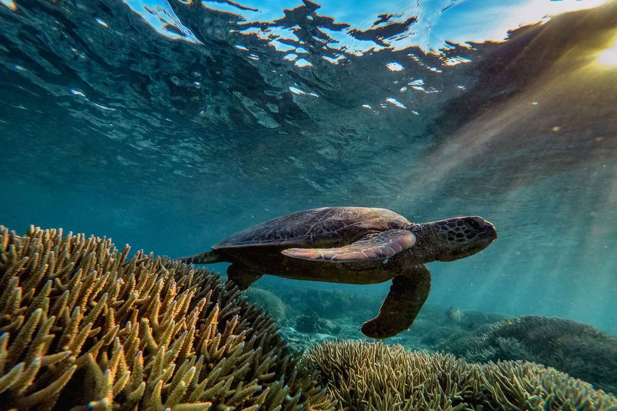 seat turtle swims through the Great Barrier Reef