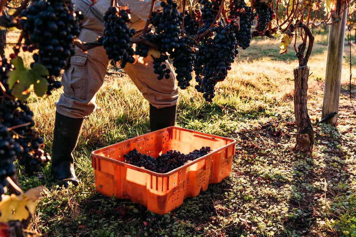 Harvesting grapes at Bedell Cellars, on Long Island in New York