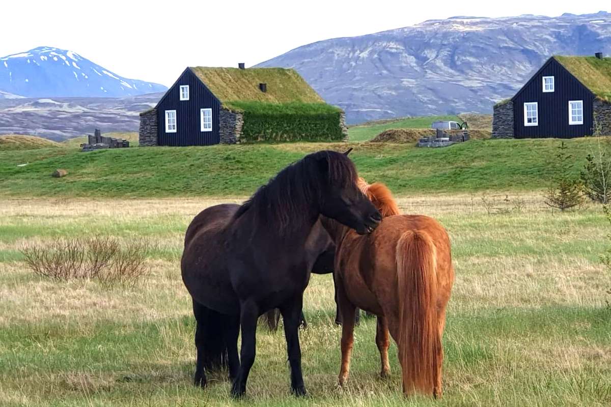 Horses and cottages in Iceland