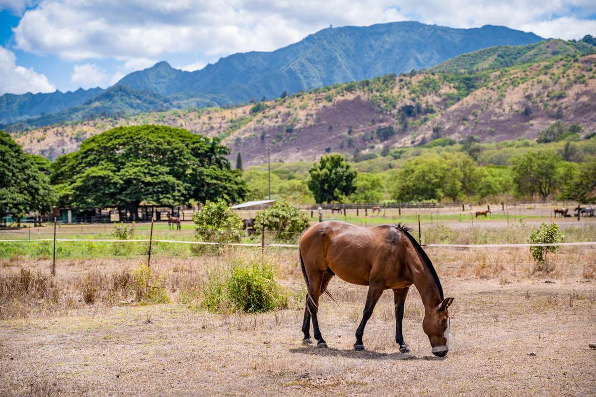 Horse on ranch in Hawaii