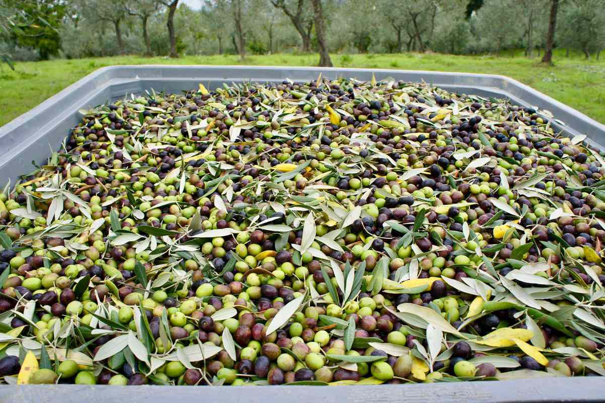 Freshly harvested olives in Umbria, Italy