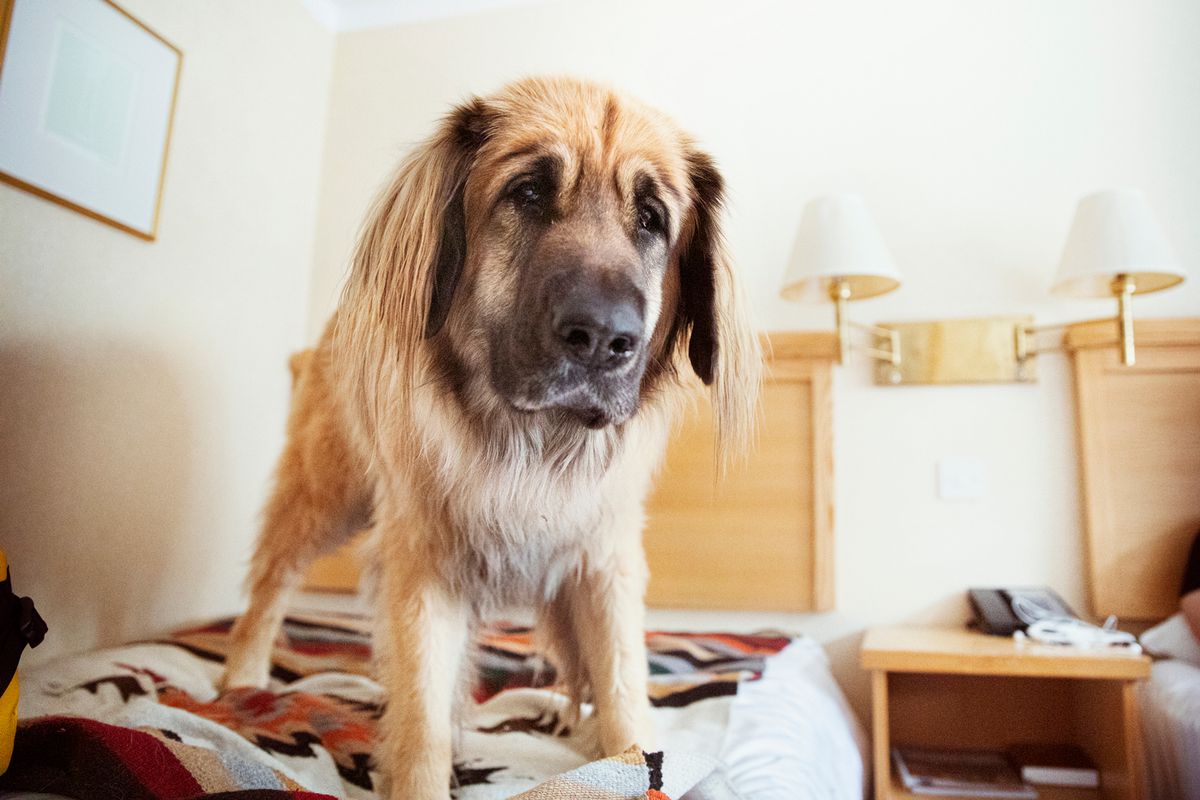 Leonberger dog in hotel room