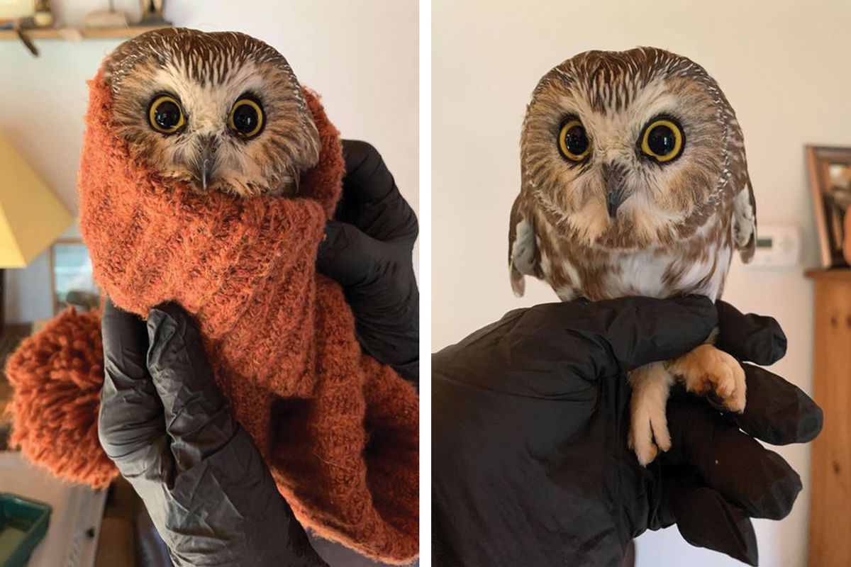 Rescued owl from Rockefeller Center Christmas Tree