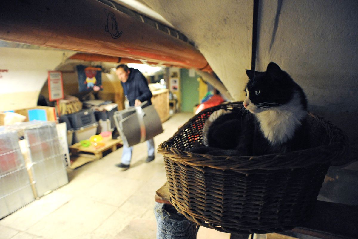 French Man Bequeaths Money To Cats Who Live In Museum Basement In Russia Travel Leisure