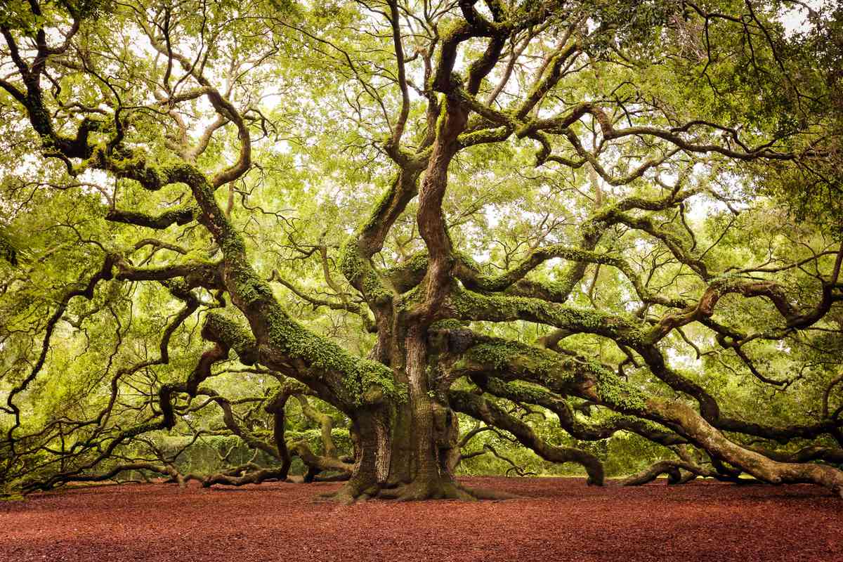 Stunning ancient Oak tree located on John's Island, just outside of Charleston, SC. A local natural landmark, open to the public.