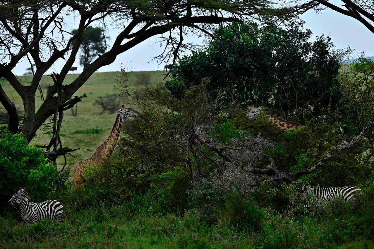Giraffes of the 'Masai' sub species forage in a grove alongside Common Zebra at the Ol Kinyei conservancy in Maasai Mara, in Narok county in Kenya, on June 23, 2020.