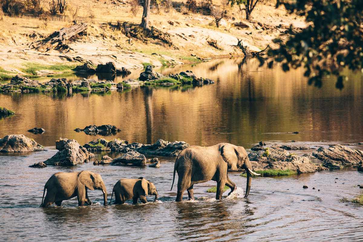 Wildlife elephants in Tanzania.