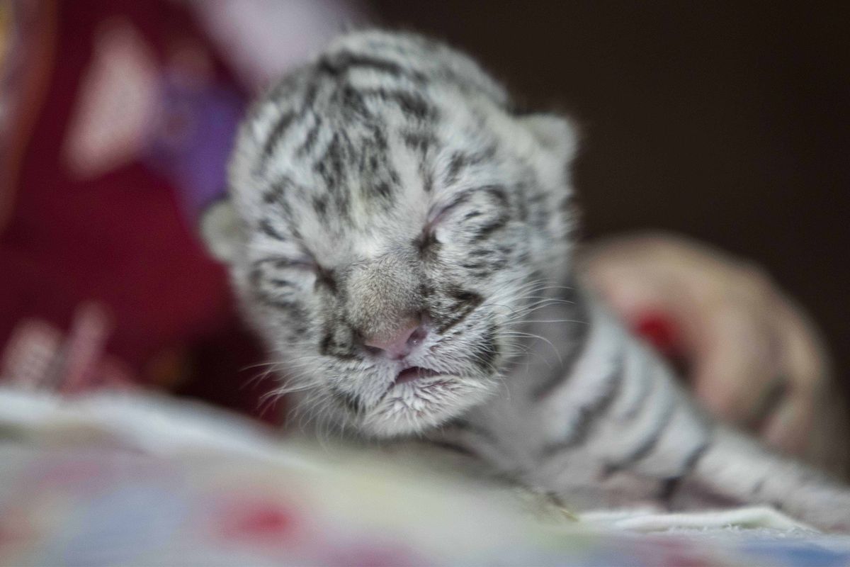 newborn female white tiger
